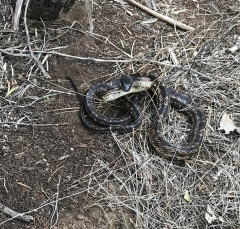 1_ratsnake_6153