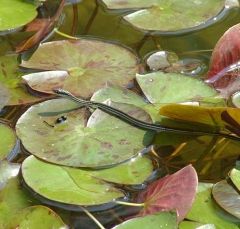 DSCF6132-4