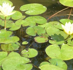 DSCF6137-5