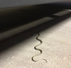 checkered-garter-snake