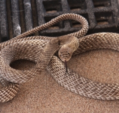 coachwhip-snake