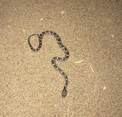 cornsnake-med