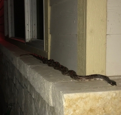 rat-snake_4059