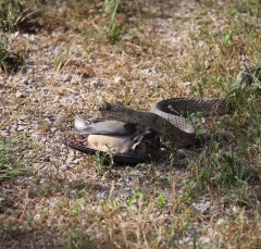 snake1-5819