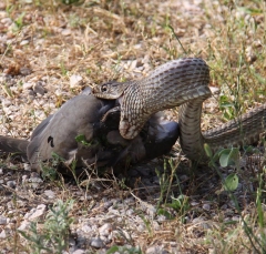 snake2-5818