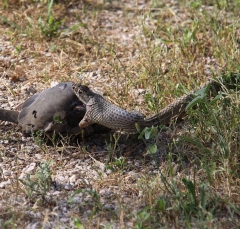 snake3-5816