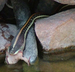 snake3