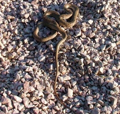 western_coachwhip1