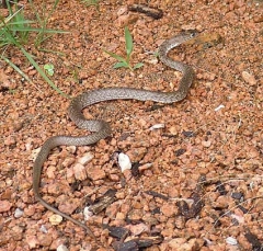 western_coachwhip2