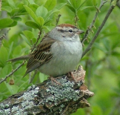 DSCF5324sparrow7