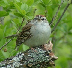 DSCF5326sparrow8