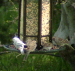 albino_chipping_sparrow