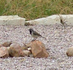 bt_sparrow1