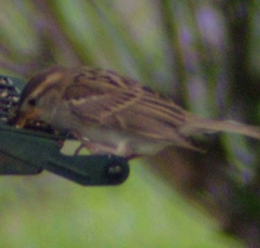 chipping_sparrow