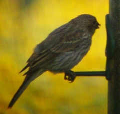 lincolns_sparrow