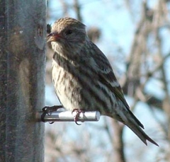 sparrow1