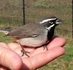 sparrow2