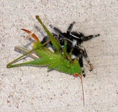 spider1