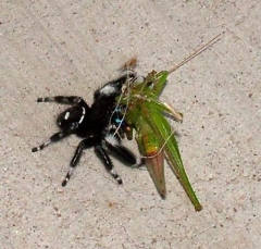 spider2
