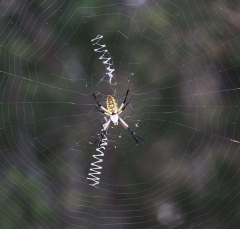 spider2444