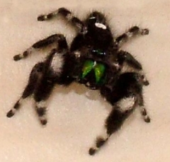 spider3