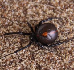 spider3132
