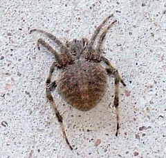 spider4
