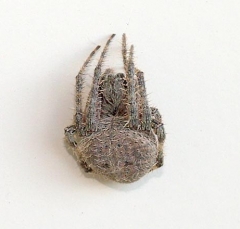 spider5