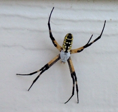 spider6_lg