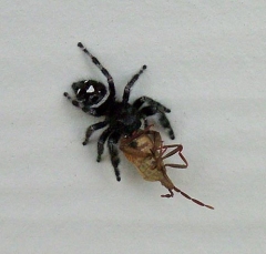 spider7
