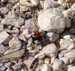 spider8