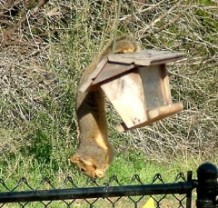 DSCF5251squirrel28