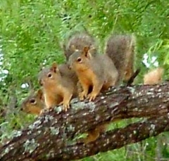squirrel1