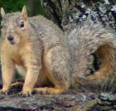 squirrel10