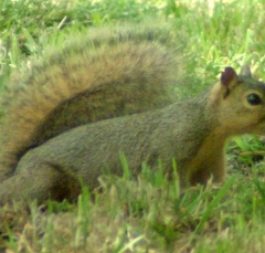 squirrel11