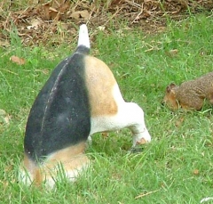 squirrel12