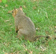 squirrel13