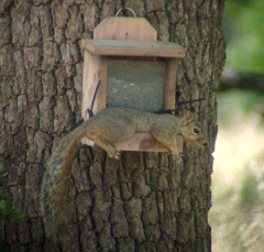 squirrel14