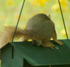 squirrel15