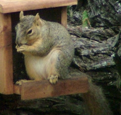 squirrel16