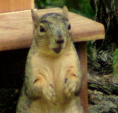 squirrel17