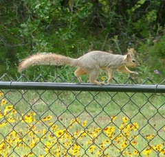 squirrel18