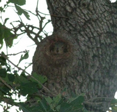 squirrel19