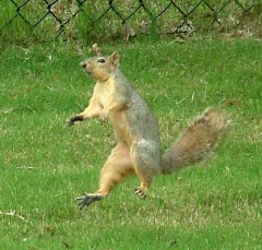 squirrel2
