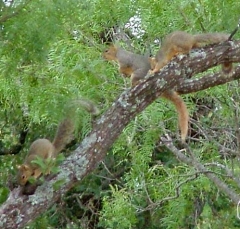 squirrel20
