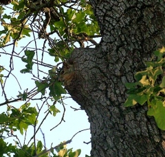squirrel21