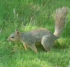 squirrel22
