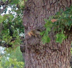 squirrel23