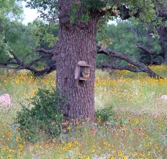 squirrel24