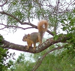 squirrel25